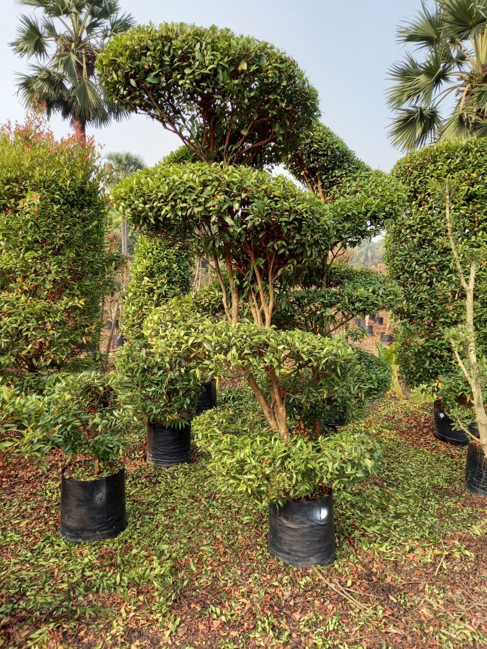 Best Kadiyam Nursery Call 6309717556, Kadiyam Nursery /kadiyam Online